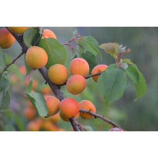 Online Orchards Dwarf Moorpark Apricot Tree - Largest and Sweetest Apricots (Bare-Root 3 ft. to 4 ft. Tall 2-Years Old) FTAC003
