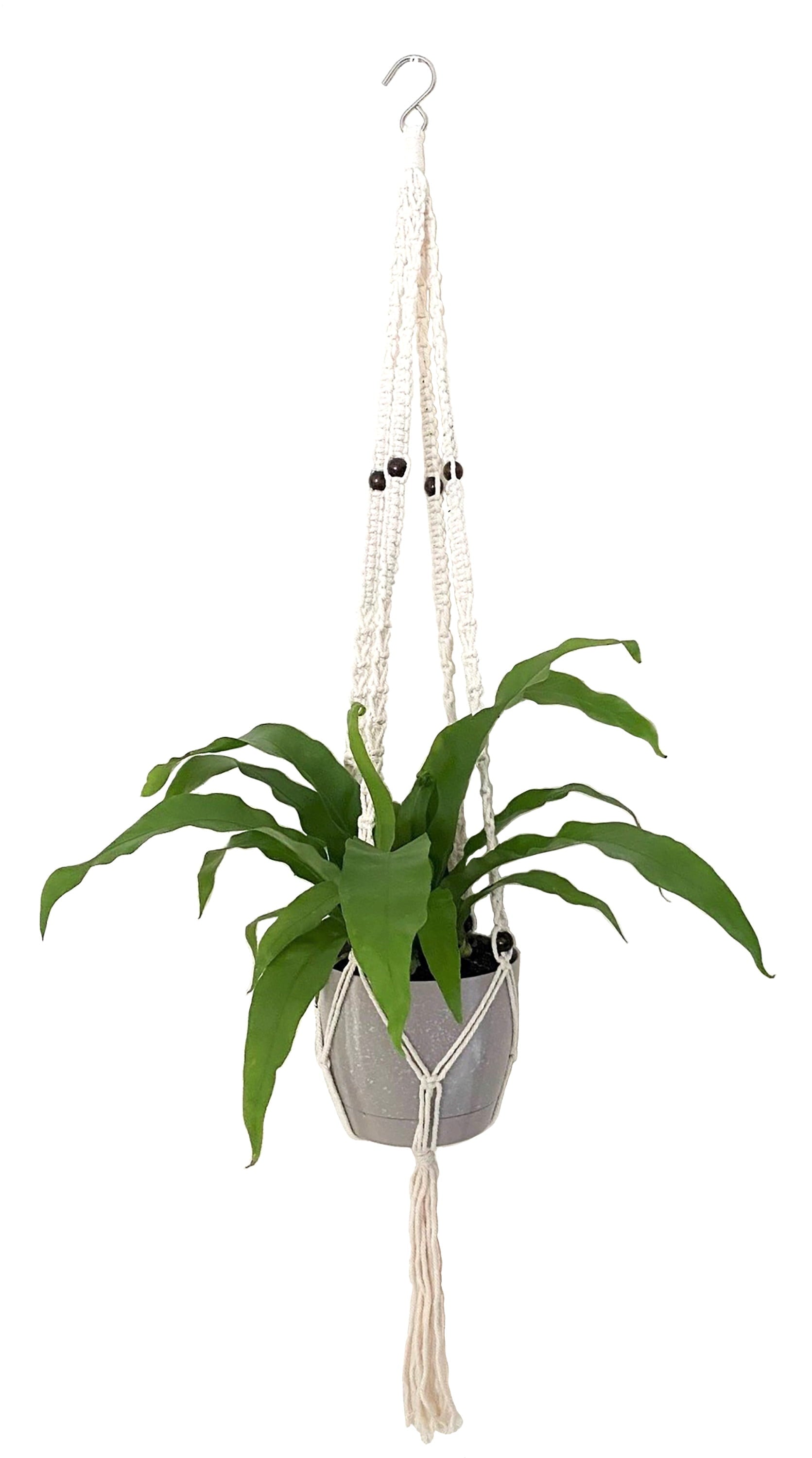 Costa Farms  Live Indoor 15in. Tall Green Bird's Nest Fern Macramé; Bright， Indirect Sunlight Plant in 6in. Décor Pot