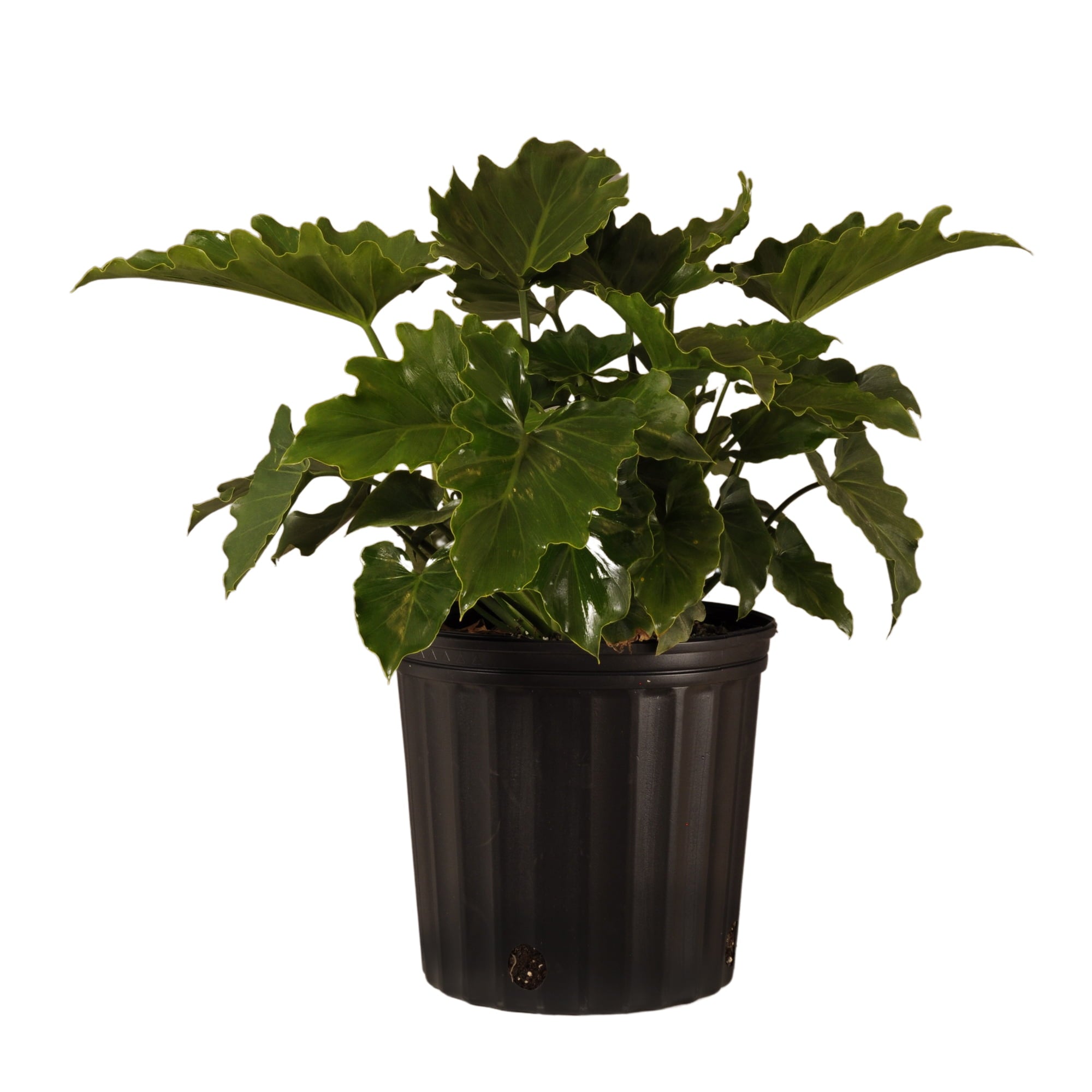 United Nursery Live Philodendron Selloum Plant 24-30 Inches Tall in 9.25 Inch Grower Pot