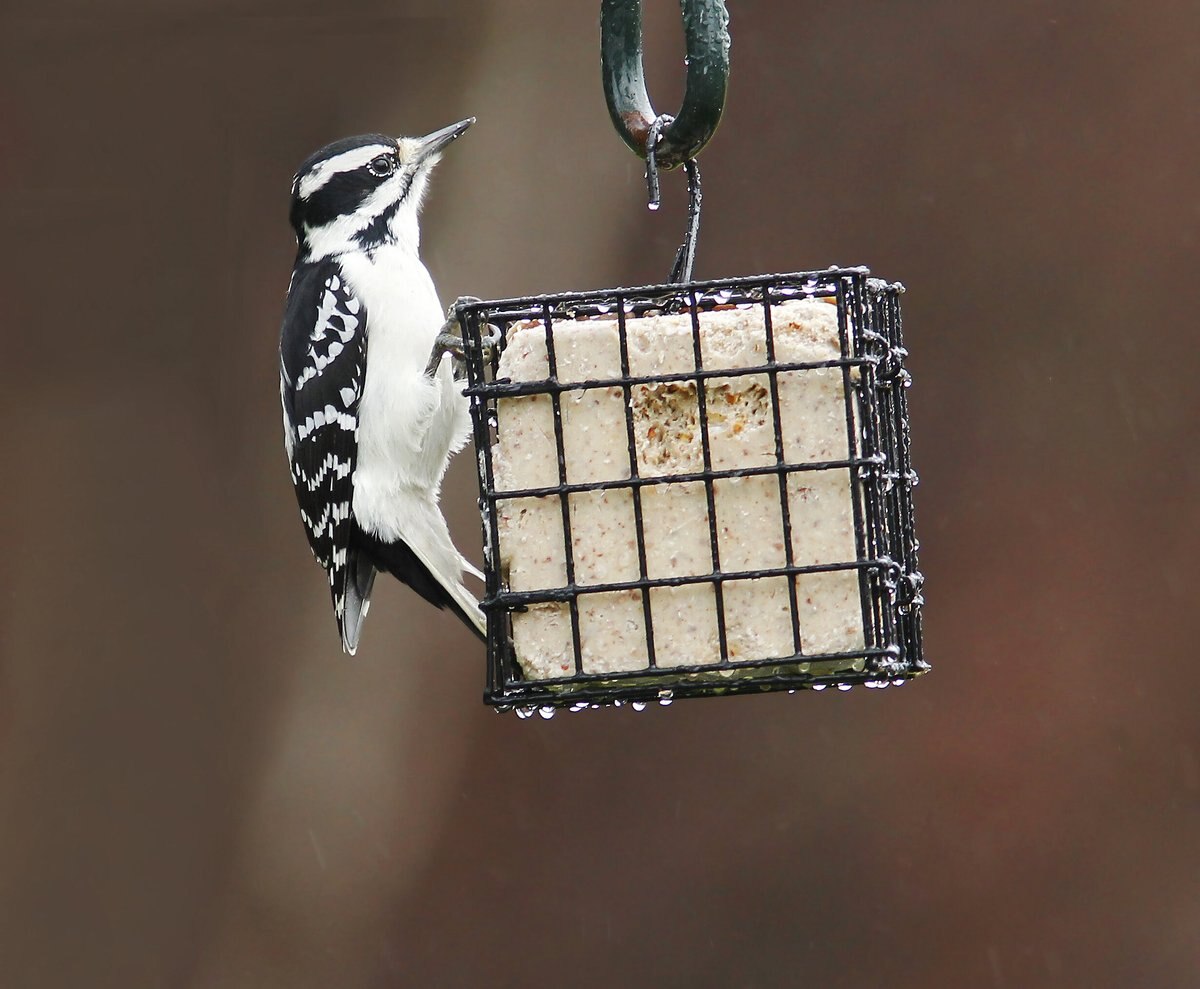 More Birds Single Suet Cage Bird Feeder