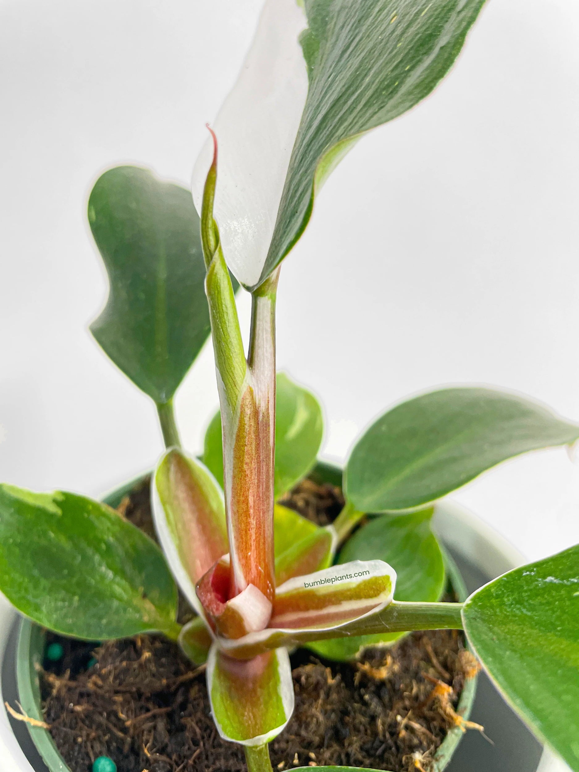 Philodendron White Princess