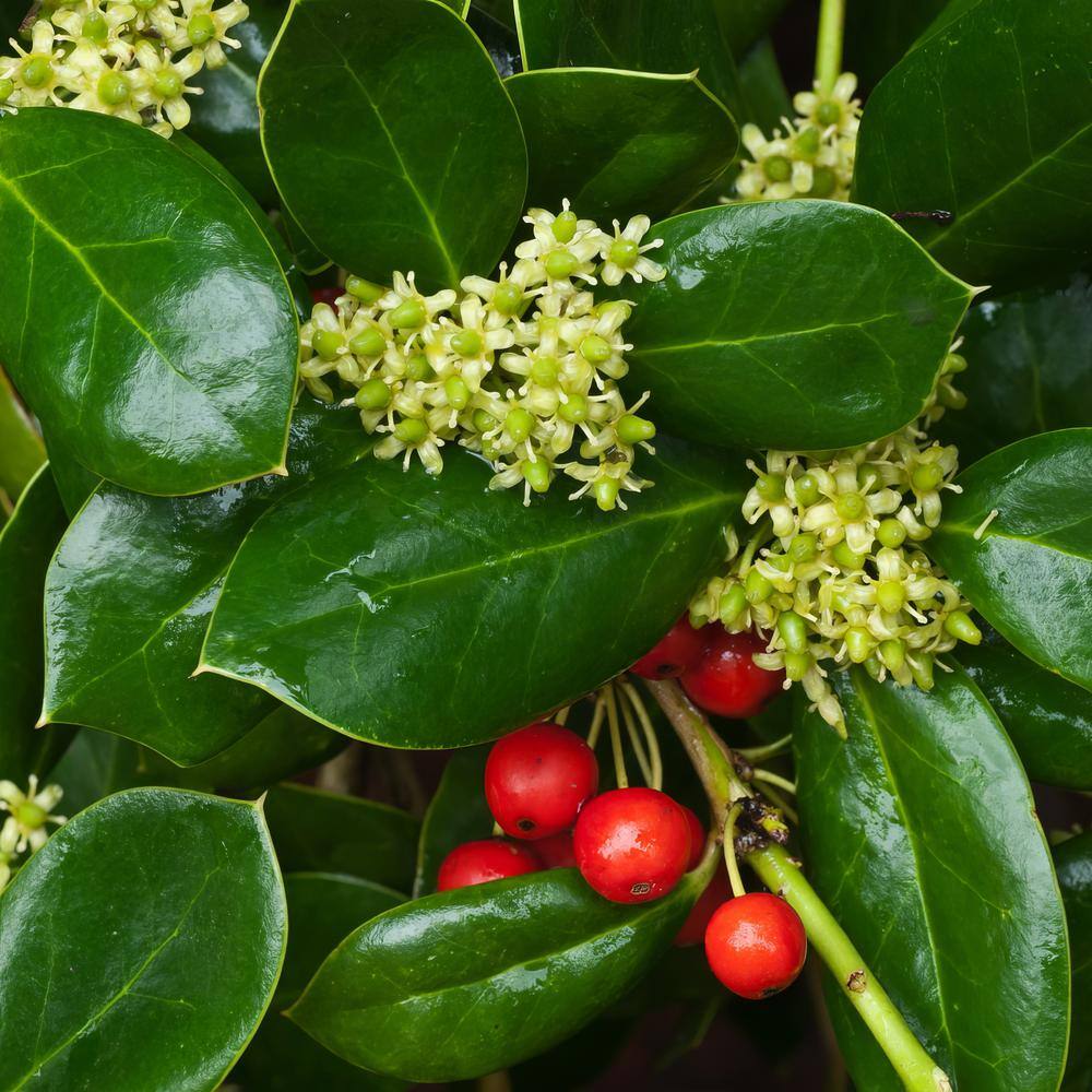 national PLANT NETWORK 2.25 Gal. Holly Dwarf Burford Shrub HD7153