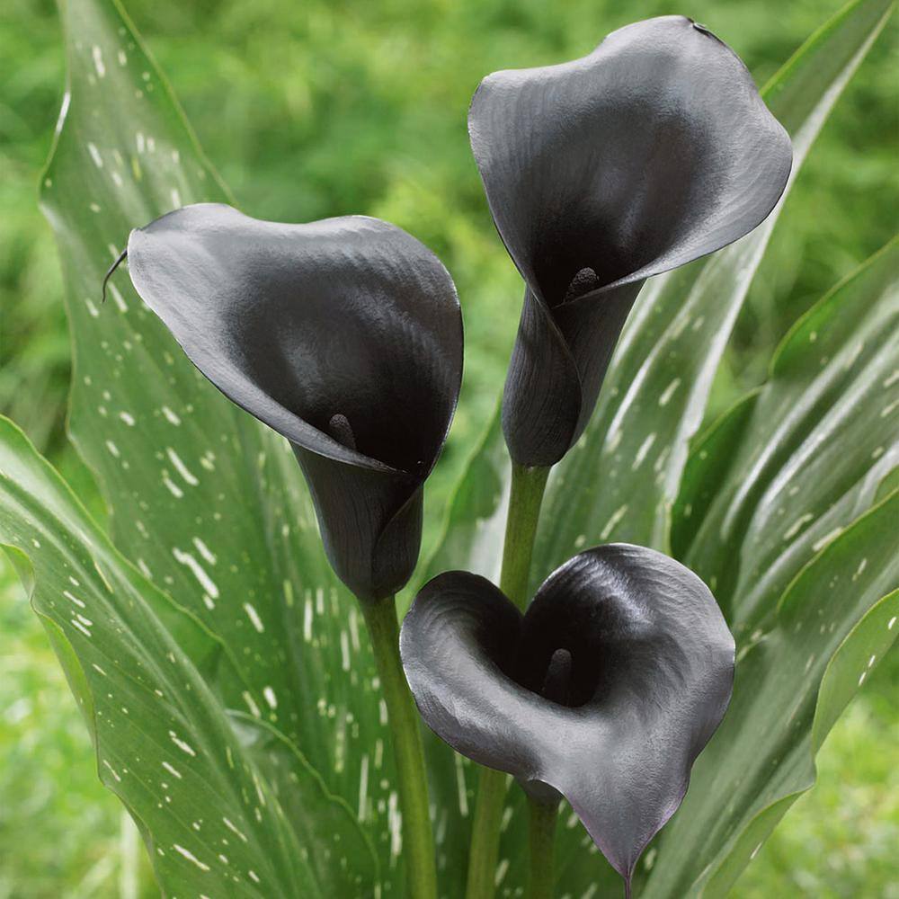 Garden State Bulb 14 cm16 cm Black Escape Calla Lily Flower Bulbs (Bag of 5) ECS-57-05-01