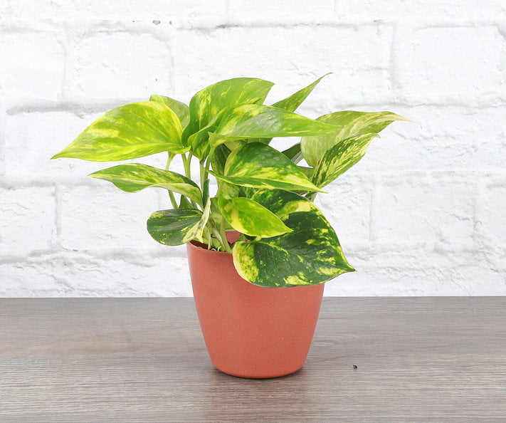 Live Golden Pothos Plant - 4