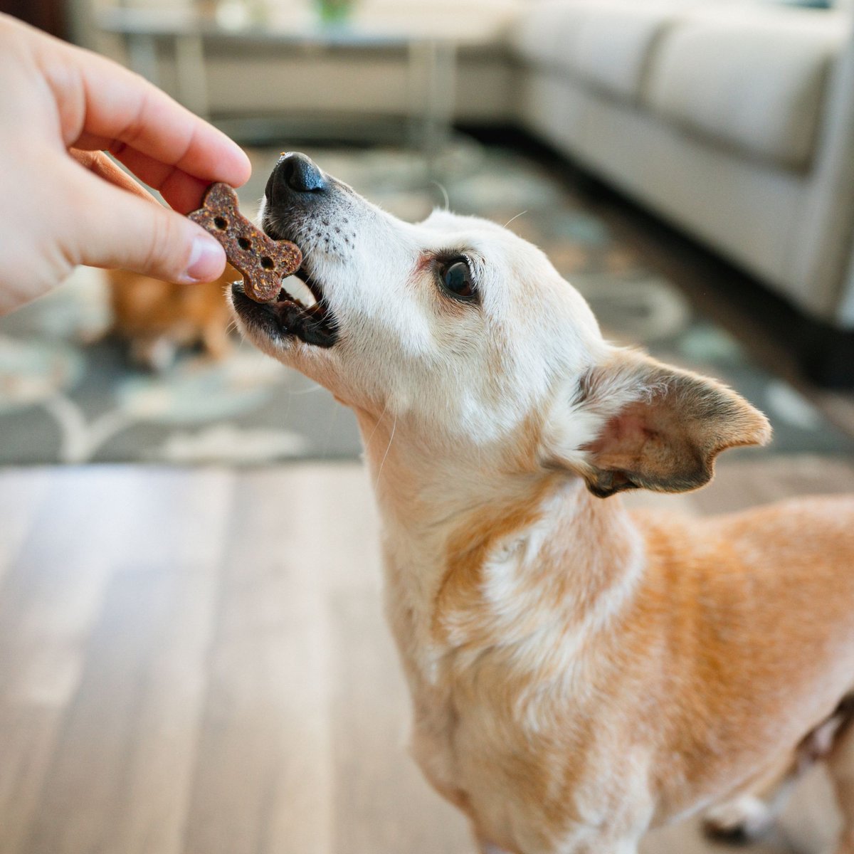 Chasing Our Tails Better Biscuit Beef Crunchy Dog Treats， 2-lb bag