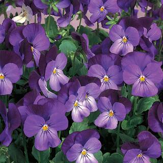 4.5 in. Blue and Purple Viola Plant 1904