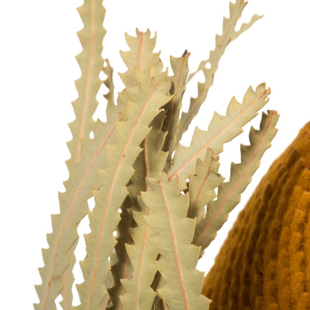 Vickerman Natural Jumbo Banksia Flower With Stem， Dried