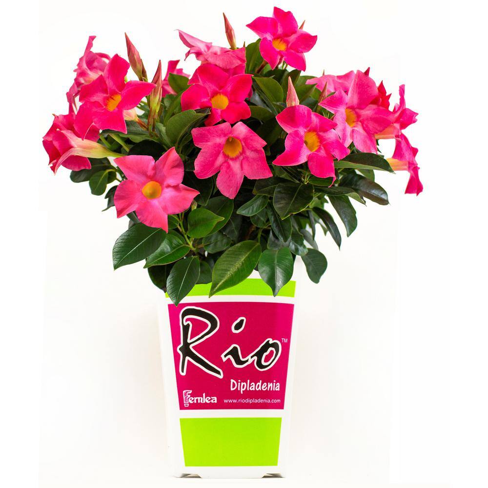 Rio 2 Qt. Dipladenia Flowering Annual Shrub with Pink Blooms 1004124256