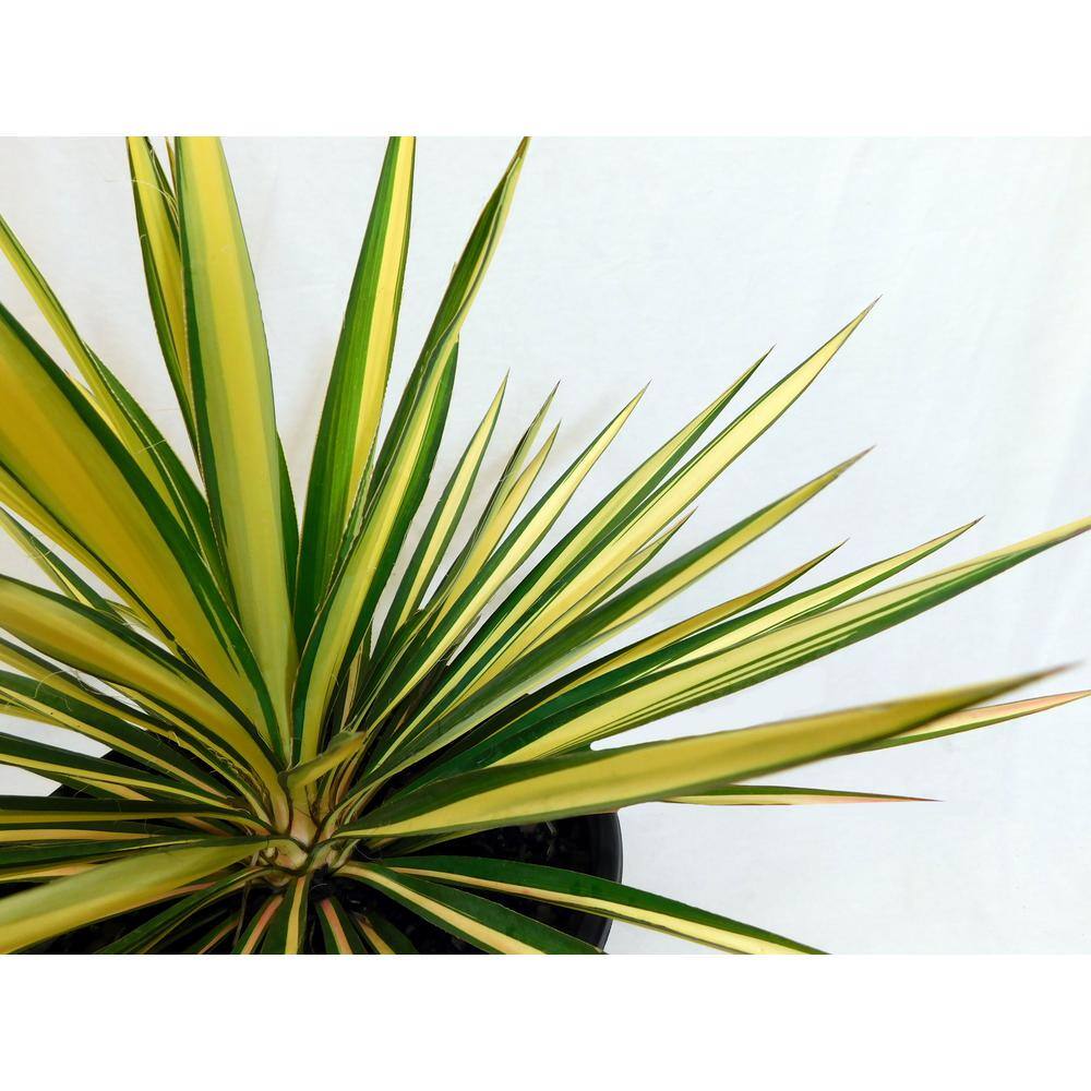 2.25 Gal. Color Guard Yucca Plant with Creamy White and Dark Green Foliage 13120