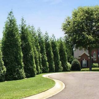 BELL NURSERY 7 Gal. Green Giant Arborvitae (Thuja) Live Evergreen Shrub (1-Pack) THUJA7GRG1PK