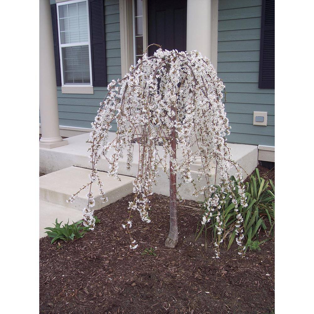 Online Orchards Snow Fountain Weeping Cherry Tree Bare Root FLWC001