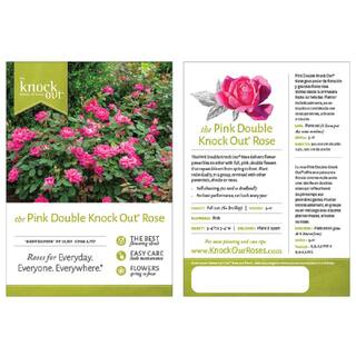 KNOCK OUT Dormant Bareroot Pink Double Knock Out Rose Bush with Pink Flowers 88458