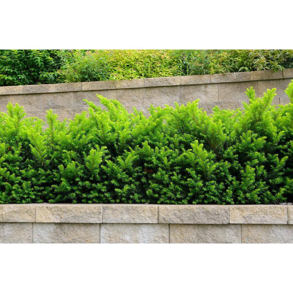 Online Orchards 1 Gal. Dense Spreading Yew Shrub this Classic Massive Shrub can Now be Used as a Small Specimen Plant EGYW002
