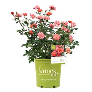 KNOCK OUT 1 Gal. Coral Knock Out Rose Bush with Orange-Pink Flowers and Rich Green Foliage 13157