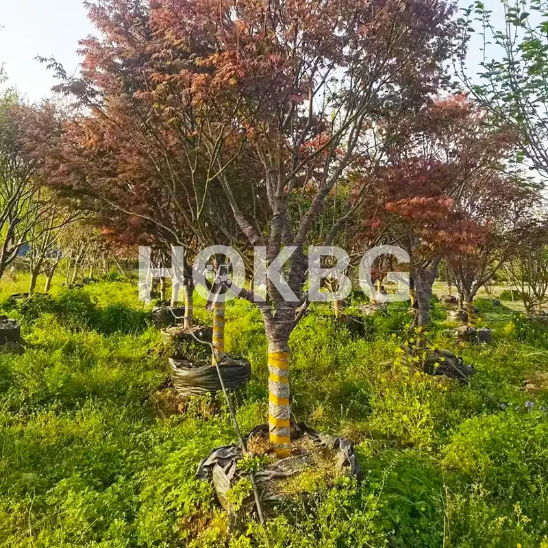 HOKBG big grow bags for Japanese red maple growth plastic grow bag for Japanese maple