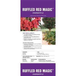 FIRST EDITIONS 2 Gal. Ruffled Red Magic Crape Myrtle Flowering Shrub with Red Flowers 14104