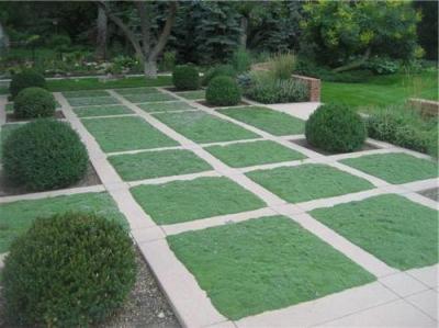 Classy Groundcovers - Elfin Creeping Thyme Mother of Thyme {25 Pots - 3 1/2 inch Square}