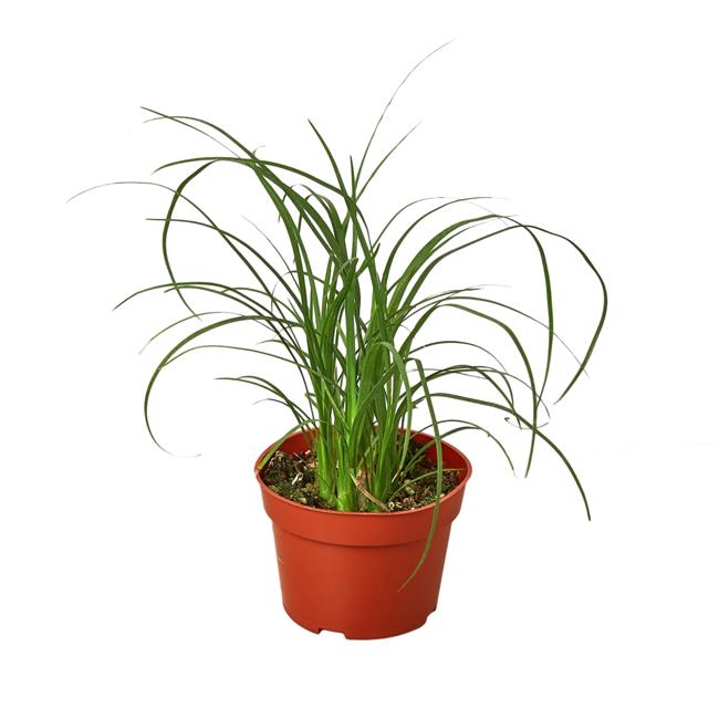 House Plant 4-PALM-PONYTAIL Palm Ponytail Plant in 4 in. Pot