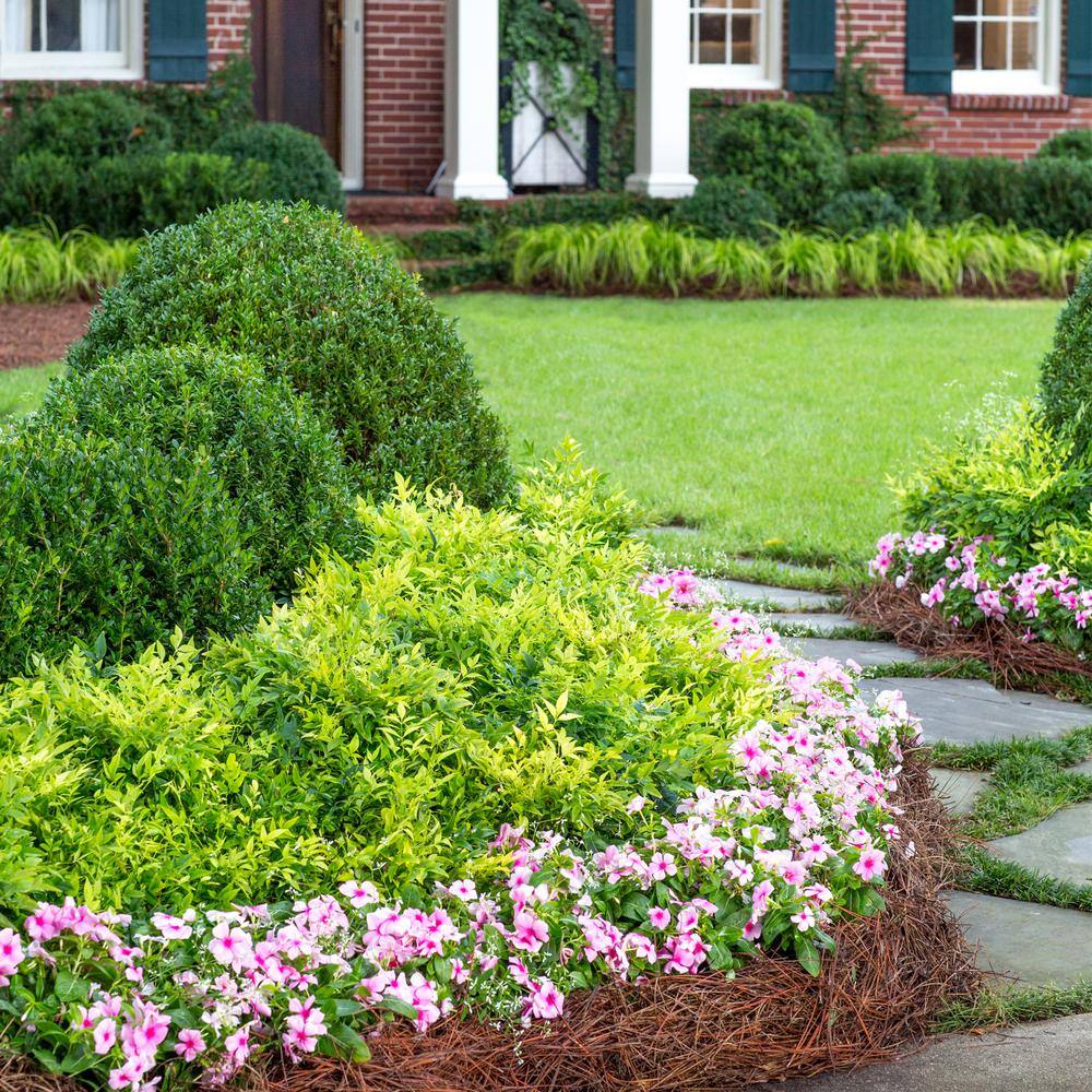 Southern Living 2 Gal. Lemon Lime Nandina Shrub with Lime Green Foliage 14409