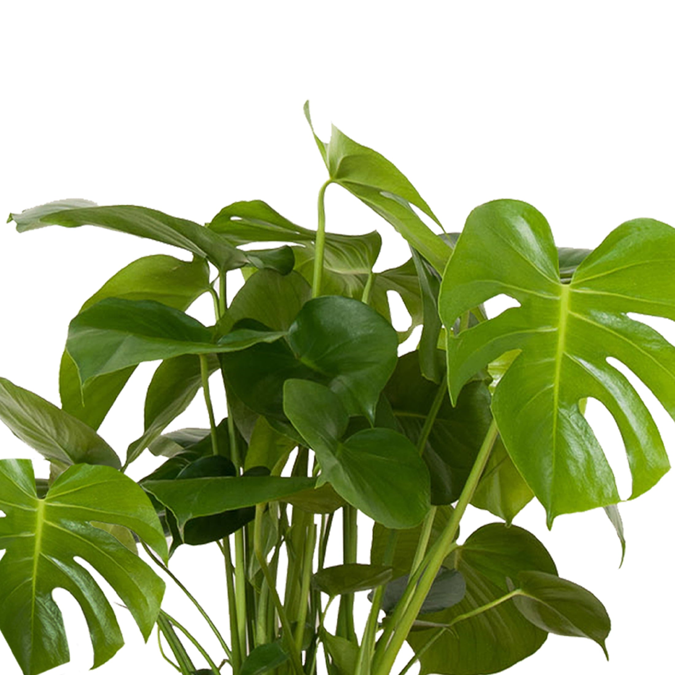 United Nursery Live Indoor 24in. Tall Green Monstera in Medium， Indirect Light Plant in 9.25in. Grower Pot