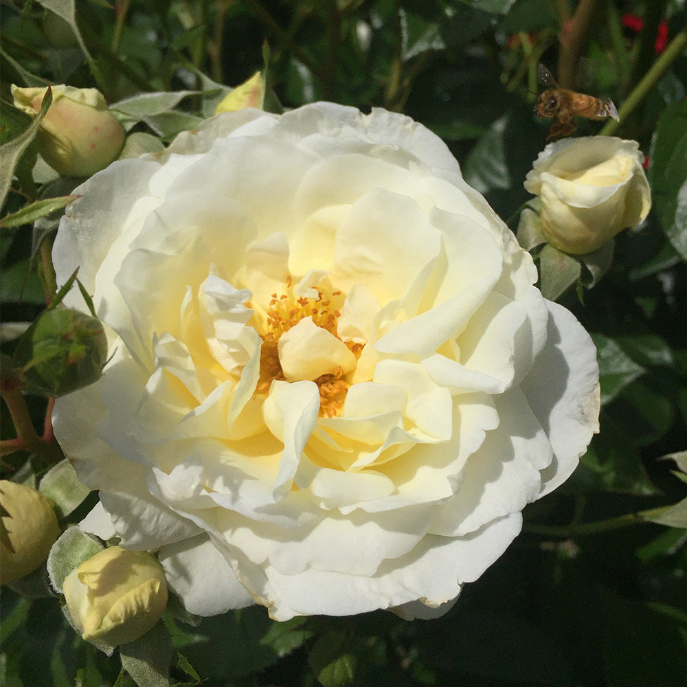 Sunbelt® Polar Express Shrub Rose by Heirloom Roses - Live Rose Bush