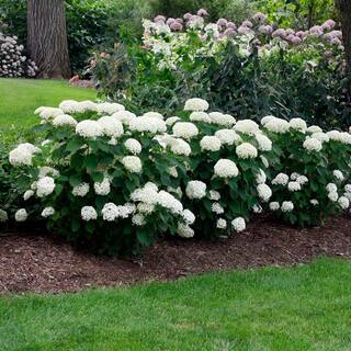 Brighter Blooms 3 Gal. Annabelle Hydrangea Flowering Shrub with White Blooms HYD-ANA3