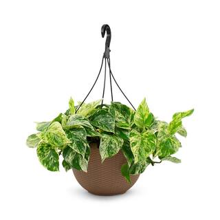 Pure Beauty Farms 2 Gal. Marble Queen Pothos Plant in 12 in. Hanging Basket DC12HBMARPOTHOS