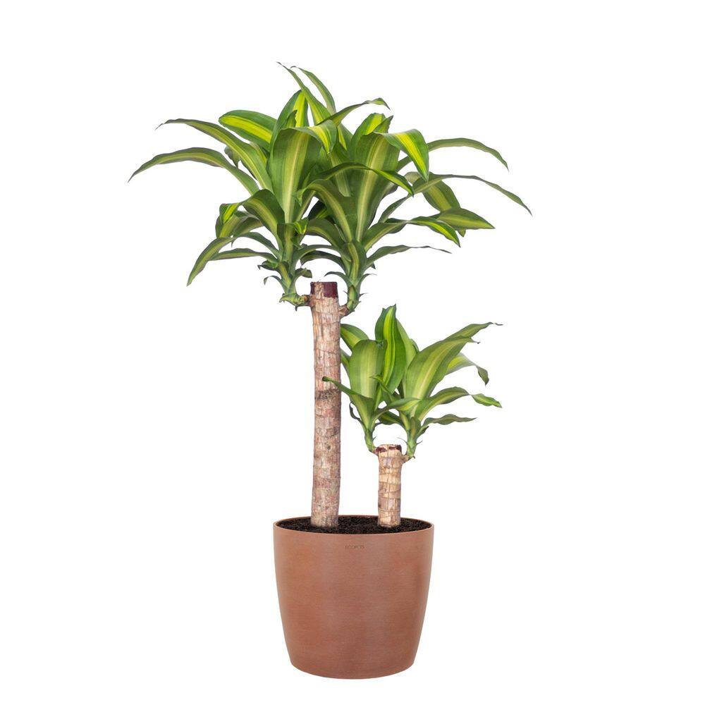 United Nursery Mass Cane Plant 2 Stem Live Dracaena Indoor Outdoor Plant in 10 inch Premium Sustainable Ecopots Terracotta Pot MCANE10TRC2P