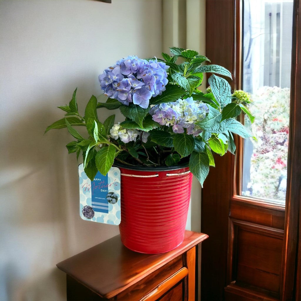 Mini Penny Hydrangea with beautiful pot