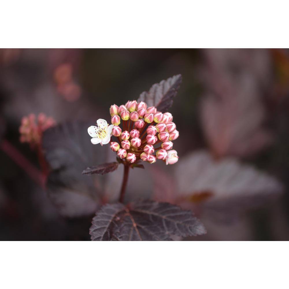 Online Orchards 1 Gal. Summer Wine Ninebark Shrub SBNB003