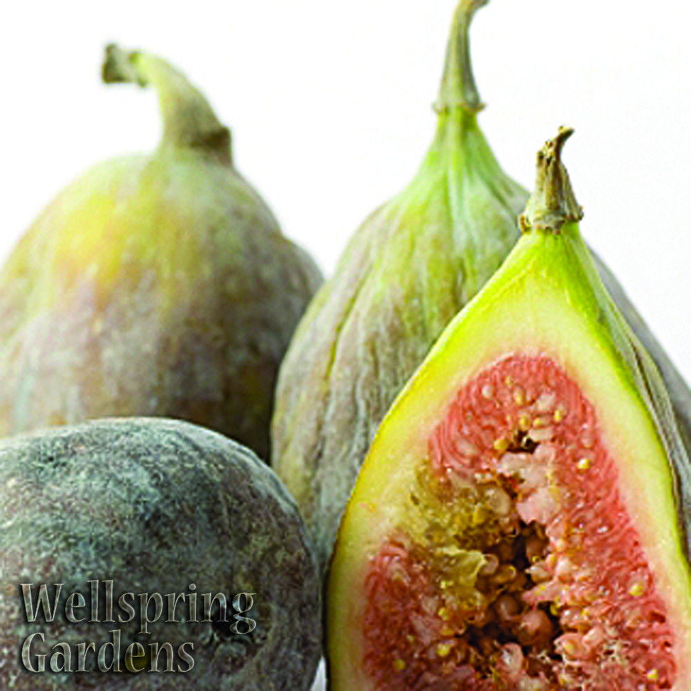 Brown Turkey Fig Tree (California San Pedro) Live Plant - Ficus carica - Wellspring Gardens Starter Plant