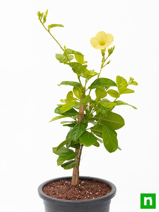 Allamanda Creeper, Pentalinon luteum (Yellow) - Plant