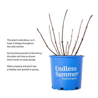 Endless Summer 3 Gal. BloomStruck Reblooming Hydrangea Flowering Shrub Blue or Purple Flowers HYDGA3MBS1PK