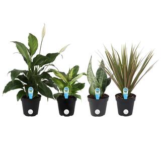 Costa Farms O2 for You Indoor Houseplant Collection in 4 in. Grower Pot Avg. Shipping Height 10 in. Tall (4-Pack) CO.O2FU.3.GP4