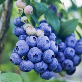 5 Gal. Legacy Northern Highbush Blueberry Tree BLULEG05G