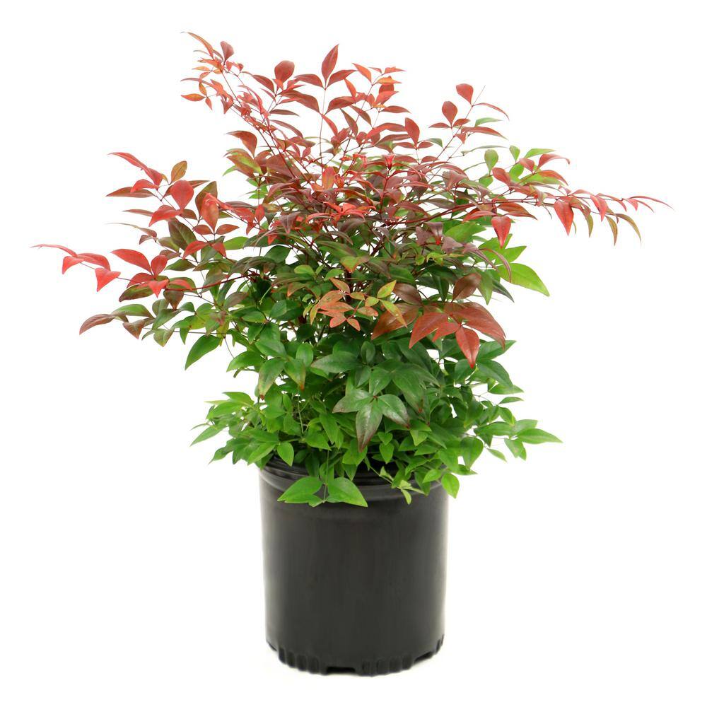 national PLANT NETWORK 2.5 qt. Nandina Gulf Stream Shrub HD1077