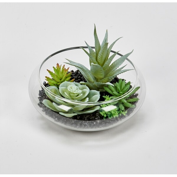 Dish Garden Succulents on Black Stones in 6 Glass Container