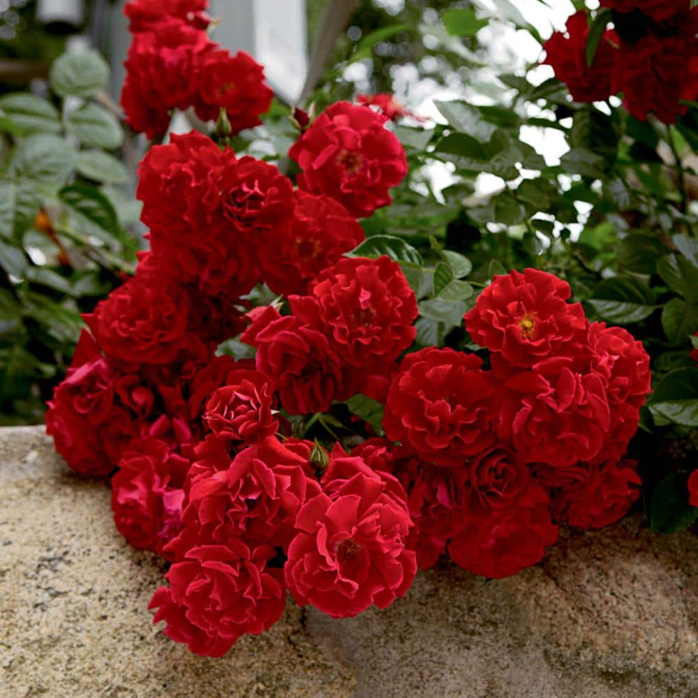 Spring Hill Nurseries Red Ribbons Groundcover Rose Dormant Bare Root Plant with Red Flowers (1-Pack) 88417