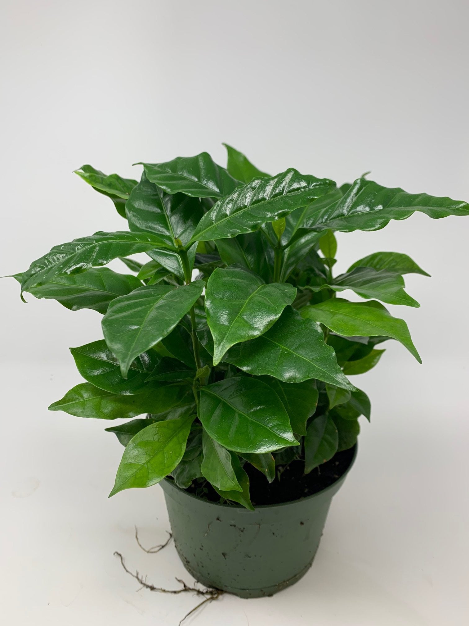 Coffee Plant - Live Plant in a 6 inch Pot - Coffea Arabica - Beautiful Easy Care Indoor Houseplant