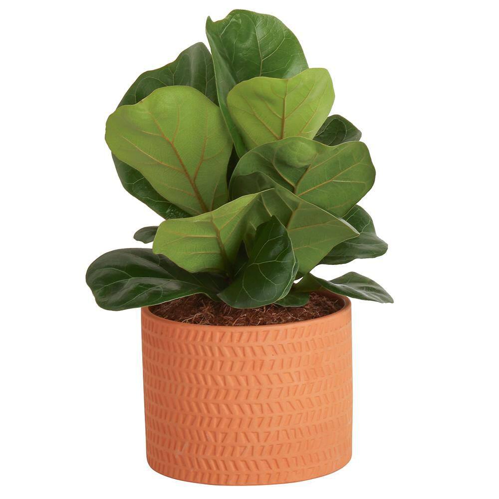 Costa Farms Little Fiddle Leaf Fig Indoor Plant in 6 in. Ceramic Planter Avg. Shipping Height 10 in. Tall CO.1.40QFLYRATA