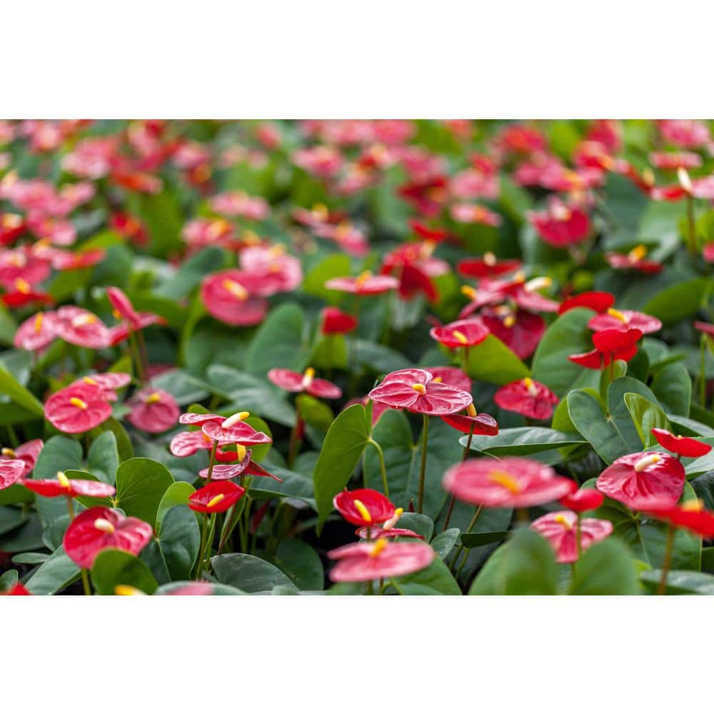 Just Add Ice Red 5 in. Essential Anthurium Plant in Ceramic Pot 255803