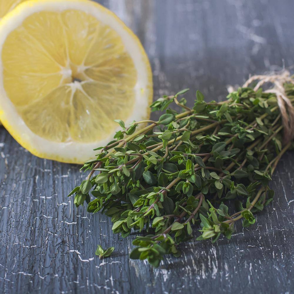 Bonnie Plants 19 oz. Lemon Thyme Herb Plant 5116