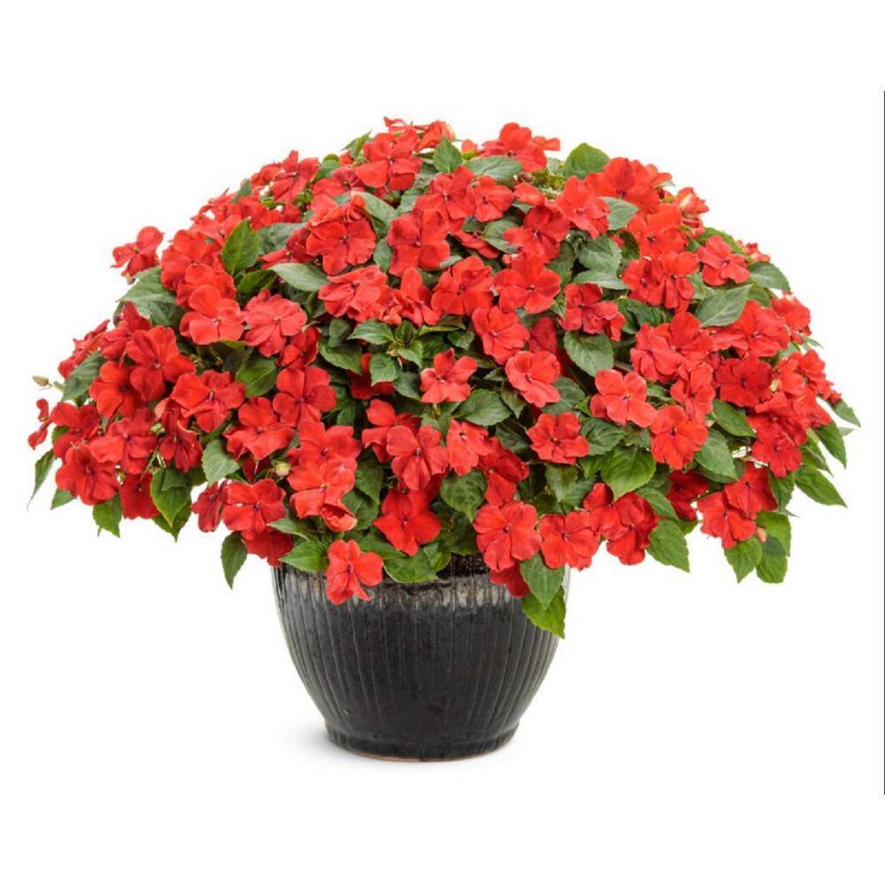 PROVEN WINNERS 4.25 in. Eco+Grande Soprano Bright Red (Impatiens) Live Plant Red Flowers (4-Pack) IMPPRW1327504