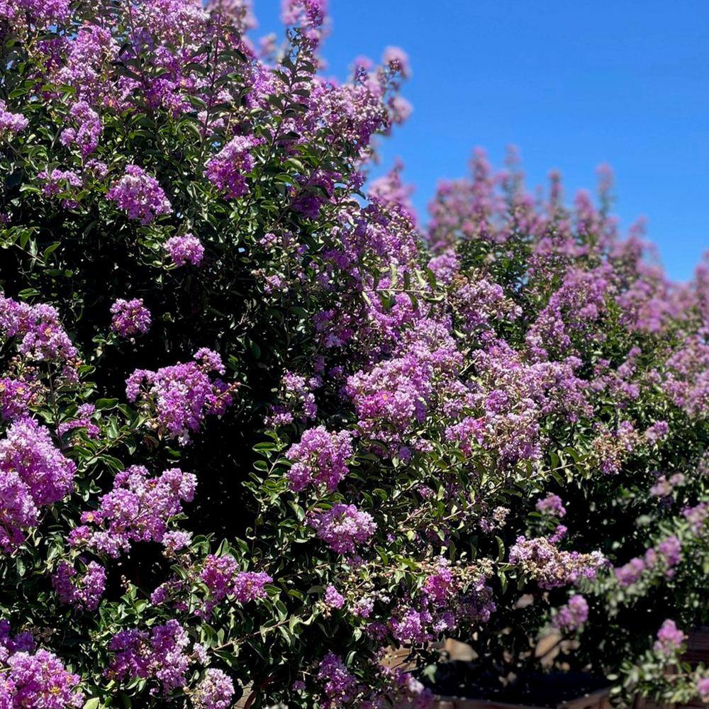 Alder  Oak 5 Gal. Crape Myrtle Deciduous Tree With Purple Flowers LACB05