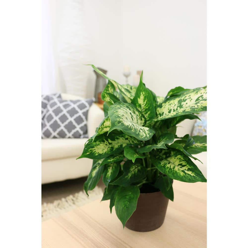 Vigoro Dieffenbachia Indoor Plant in 6 in. White Ribbed Plastic Decor Planter Avg. Shipping Height 1-2 ft. Tall (2-Pack) CO.DIEF.3.VI.WH