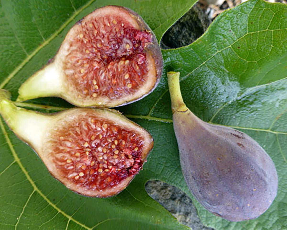 C's Red Edible Fig Plant - Ficus carica - Sweet - 2.5