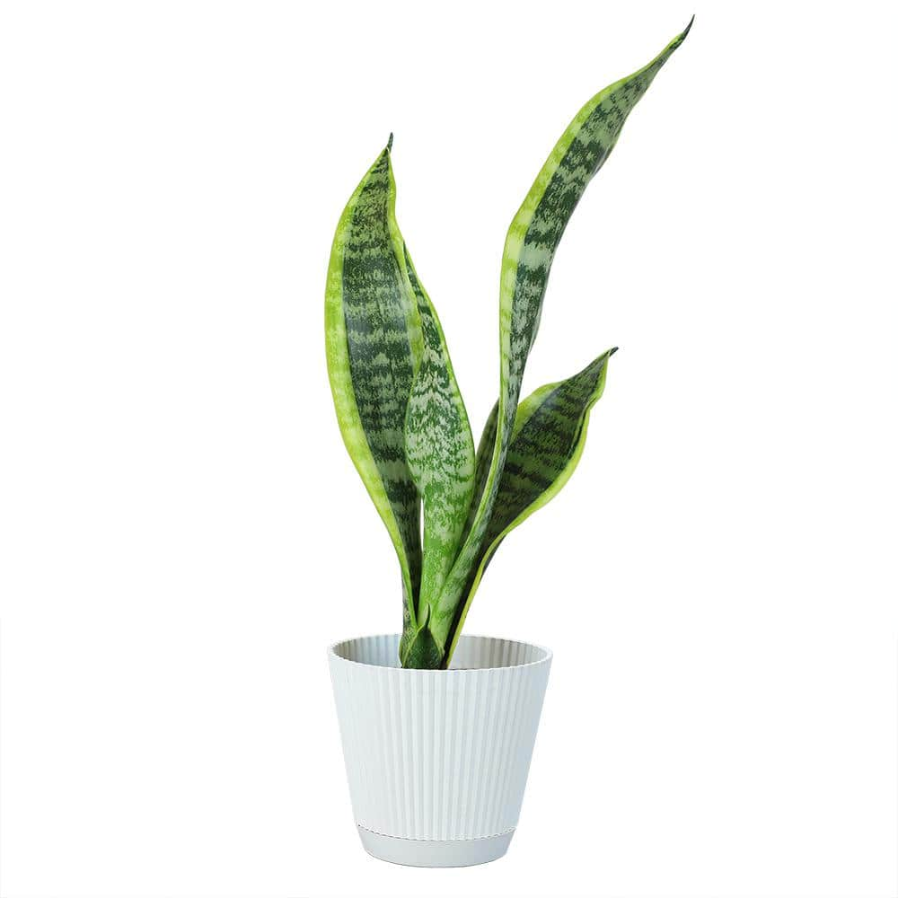 ALTMAN PLANTS 4 in. Sansevieria Laurentii in Hudson Pot 0880097