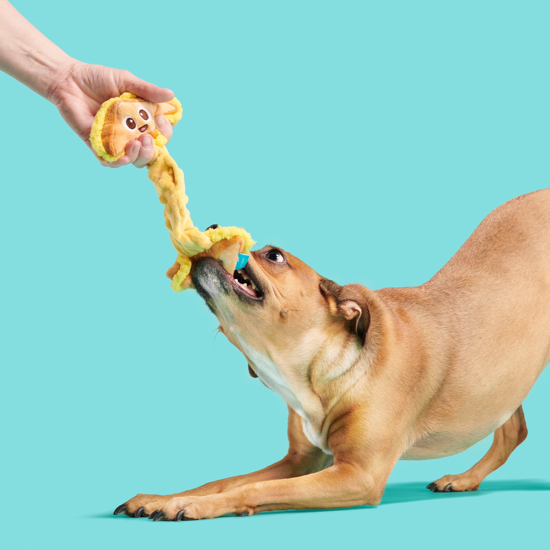 BARK Main Squeeze Cheese Dog Toy - Features Super Stretch Bungee， Xs to Medium Dogs