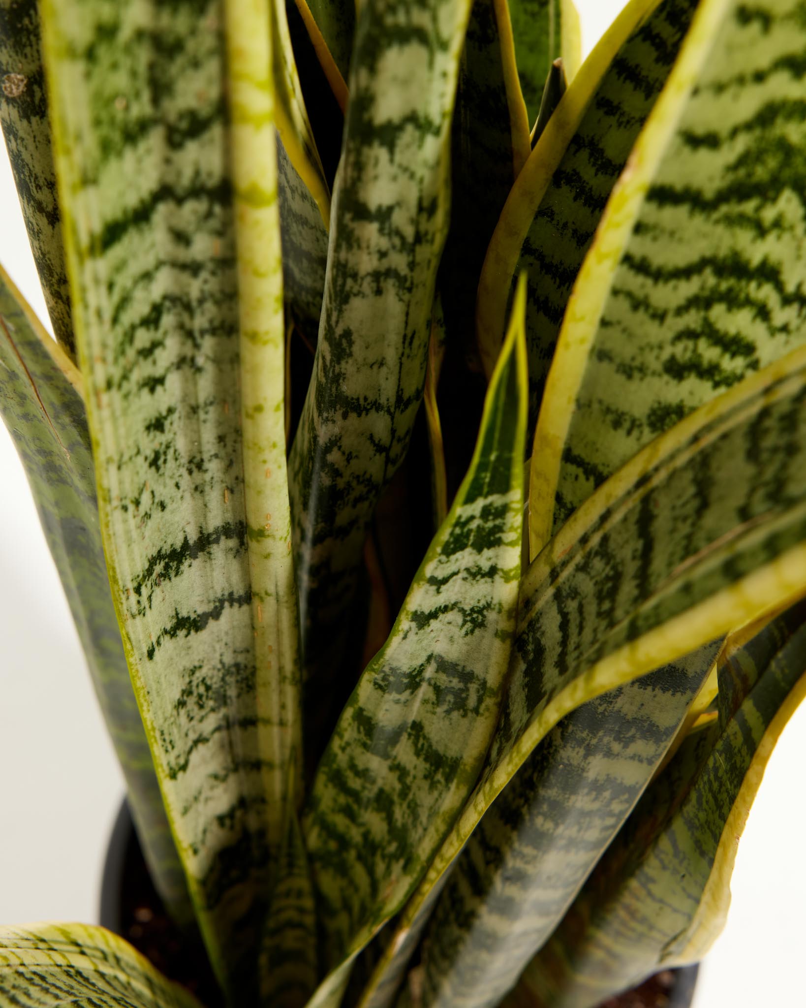 Variegated Laurentii Snake Plant