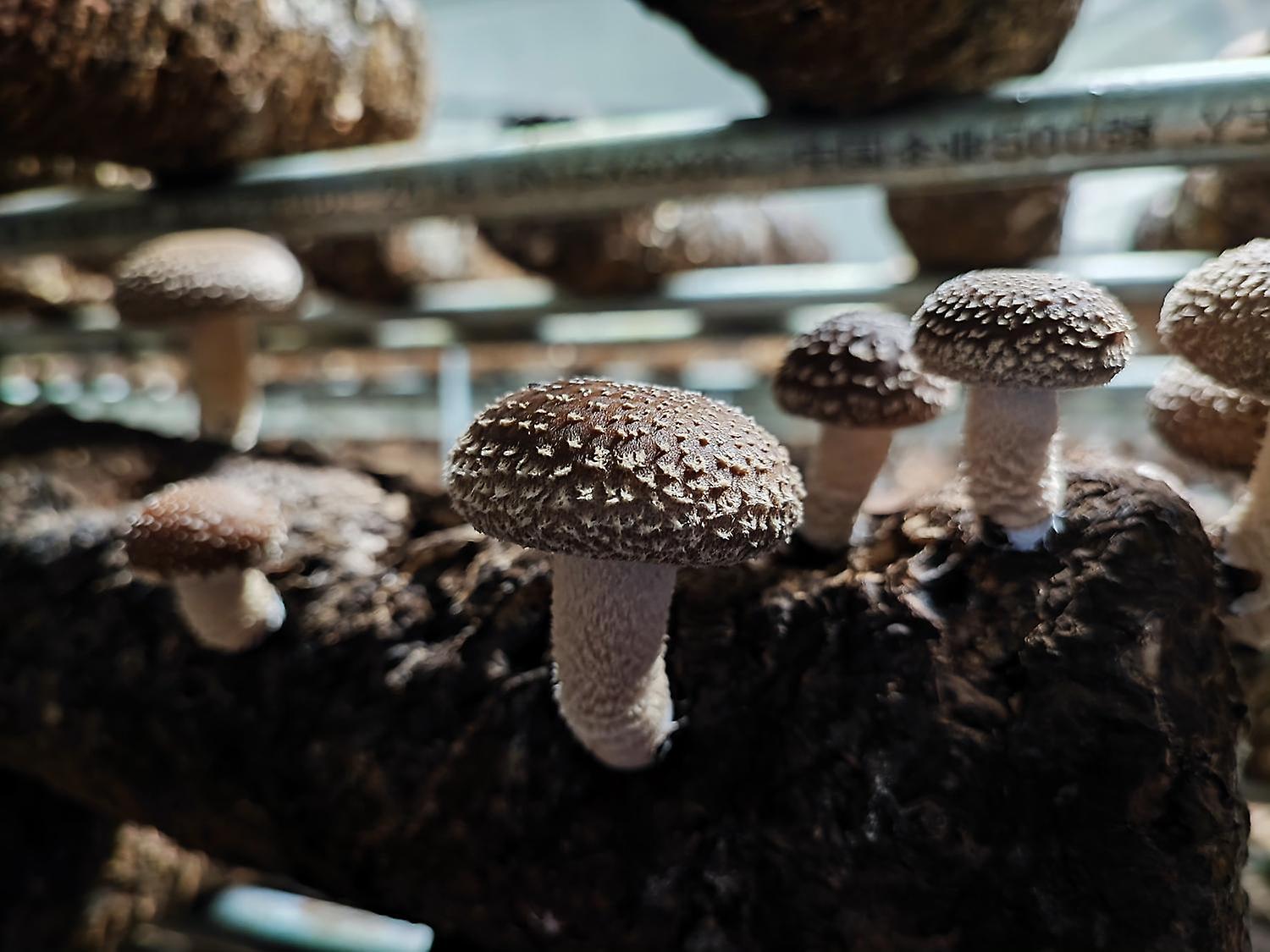 Mushroom Farming At Home， an organic shiitake mushroom grow kit